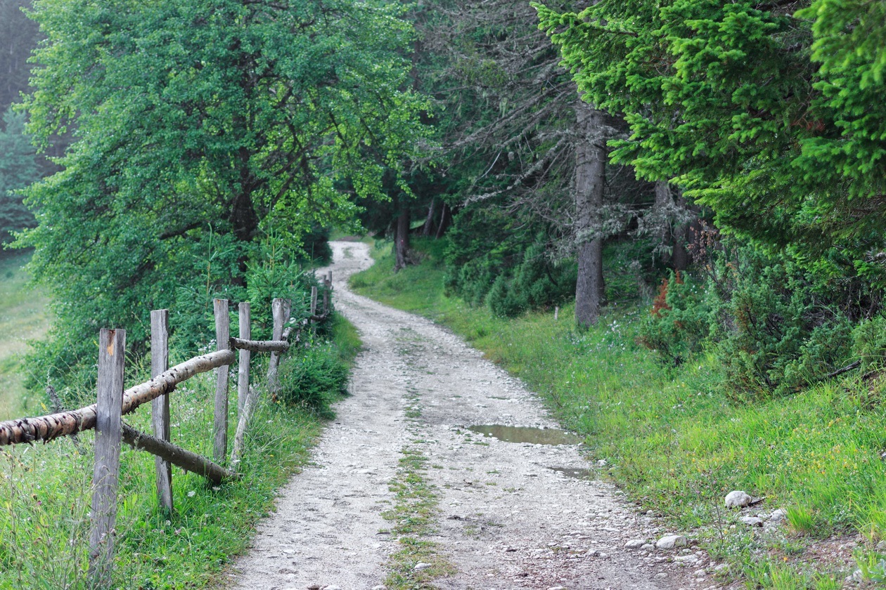 Gravel path with a rustic wooden fence through green forest, evenly exposed